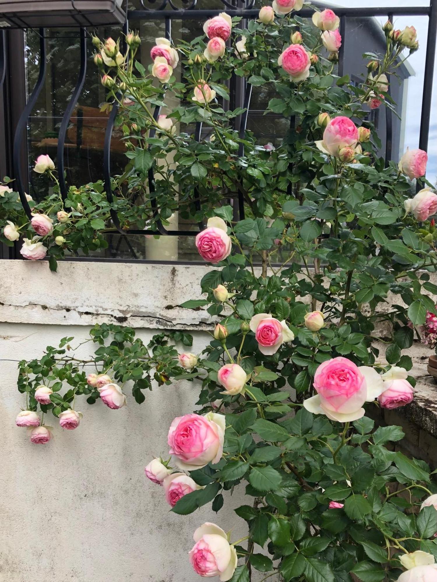 Le Jardin Des Verottes Beaune  Exteriör bild